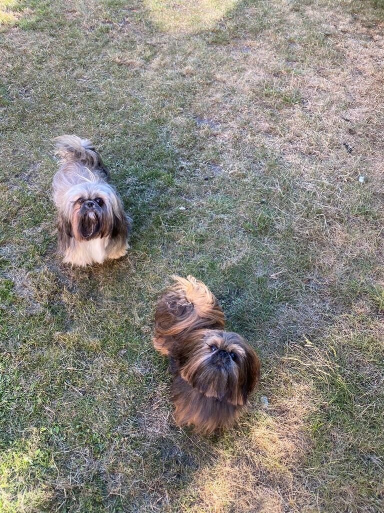 Leila's Dogs